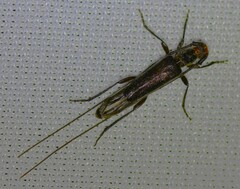 Styloxus bicolor