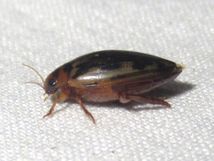Coptotomus venustus