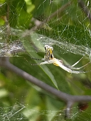 Mecynogea lemniscata