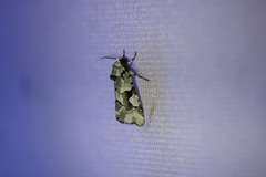 Emarginea percara