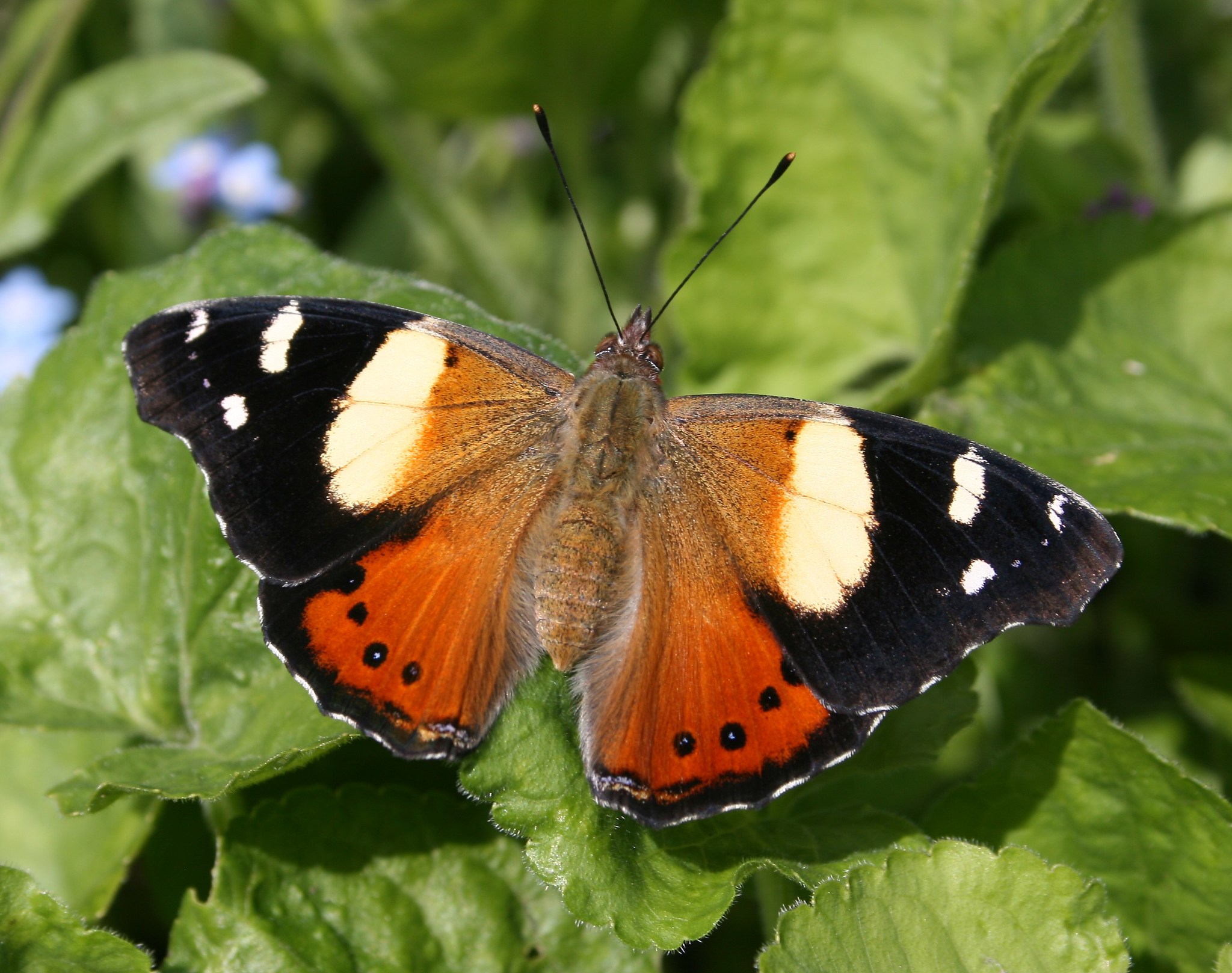Yellow Admiral (Vanessa itea) · iNaturalist