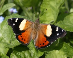 Yellow Admiral - Photo (c) Dean Morley, some rights reserved (CC BY-ND)