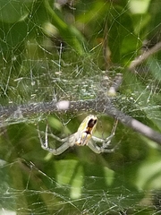 Mecynogea lemniscata