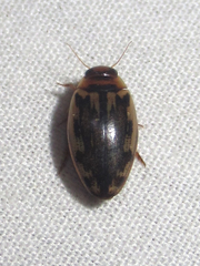 Coptotomus venustus