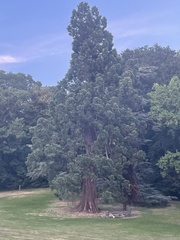 Sequoiadendron giganteum