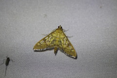 Mimorista subcostalis