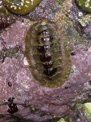 Mopalioidea