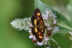 Pyrausta falcatalis