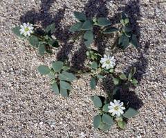 Drymaria holosteoides