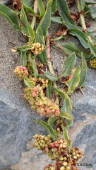 Rumex crassus