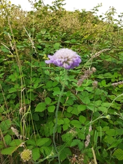 Knautia arvensis