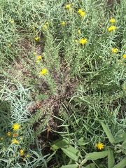 Heterotheca angustifolia