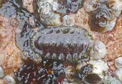 Mopalioidea