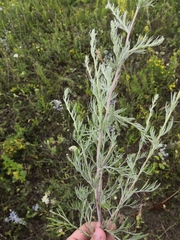 Artemisia abrotanum