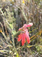 Erica cerinthoides