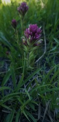 Castilleja lassenensis