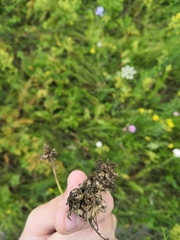 Scorzonera purpurea