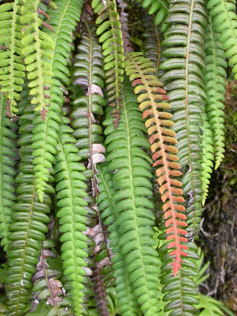 Blechnum eburneum