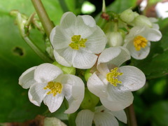 Begonia longifolia