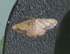 Idaea kendallaria