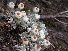 Anaphalis nepalensis