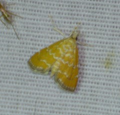 Xanthophysa psychicalis