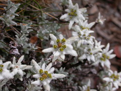 Leontopodium microphyllum