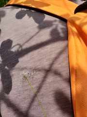 Trichophorum alpinum