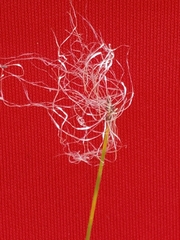 Trichophorum alpinum