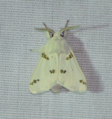 Euerythra trimaculata