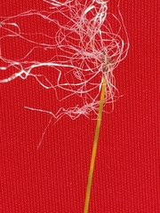 Trichophorum alpinum