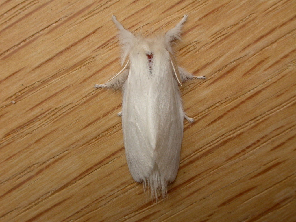Trichiocercus