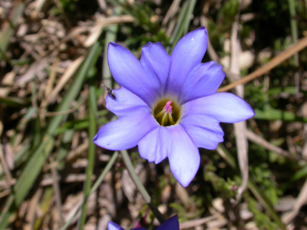 Alishan gentian
