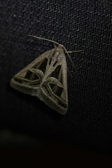 Callistege intercalaris