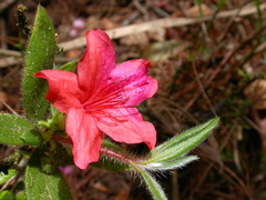 Rhododendron oldhamii
