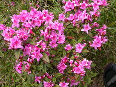 Rhododendron rubropilosum