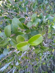 Daphnopsis racemosa