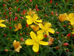 Hypericum nagasawae
