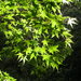 Acer serrulatum - Photo (c) Cheng-Hsin Hsu, algunos derechos reservados (CC BY-NC-SA), subido por Cheng-Hsin Hsu