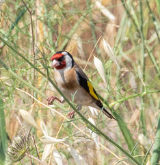 Carduelis carduelis