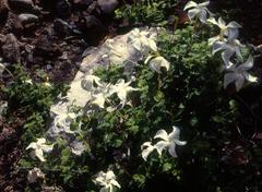 Mandevilla hesperia