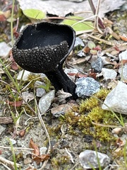 Helvella corium