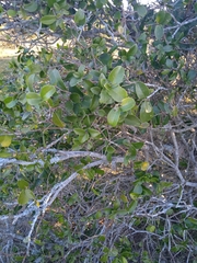 Daphnopsis racemosa