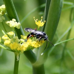 Episyron conterminus