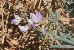Lupinus hyacinthinus