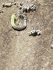 Coleocephalocereus fluminensis