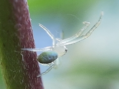 Thomisidae