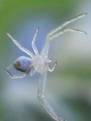 Thomisidae