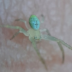 Thomisidae