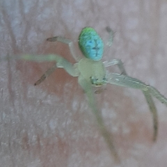 Thomisidae